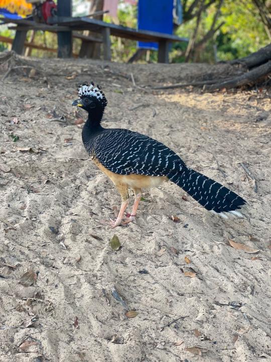 Crédito: Alice Silva